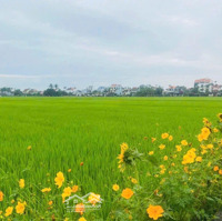 Cần Bán Mảnh Đất View Lúa Cực Đẹp Tại Hội An, Với Mặt Tiền Rộng 40.5M Hưởng Trọn View Cánh Đồng