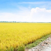 Đất Nông Nghiệp, Đang Trồng Lúa
