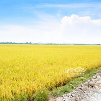 Đất Nông Nghiệp, Đang Trồng Lúa
