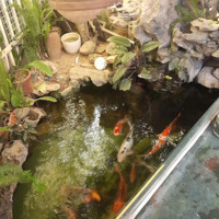 Chính Chủ Gửi Bán Biệt Thự Tại Ngõ Phố Lạc Long Quân, Tây Hồ, Logoc,Diện Tích72M X 5 Tầng Thang Máy