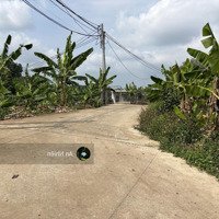 Chủ Kẹt Vốn Cần Bán Gấp Vườn Gần Dầu Giây Giá Tốt Chỉ 790 Triệu/Sào - Sổ Hồng Riêng, Chính Chủ