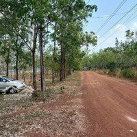 Bán Đất Lộc Thành, Đất Đỏ Trồng Full Cao Su