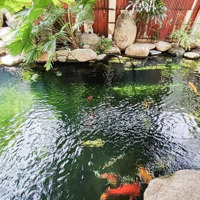 Biệt Thự Khủng Có 1 Không 2Diện Tích566M2. Giá Bán 55 Tỷ. Tại Phường Hiệp Bình Chánh