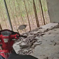 Cần Bán Gần 2,5 Héc Ta Đất Trồng Tràm Chỉ 260 Triệu/1 Sào