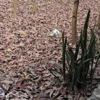 Cần Bán Gần 2,5 Héc Ta Đất Trồng Tràm Chỉ 260 Triệu/1 Sào