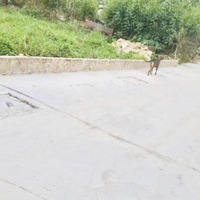 Bán 50,4M2 Đường 6M Tại Ninh Môn Hiền Ninh, Giáp Kcn Nội Bài, Tỉnh Lộ 131. Giá Đầu Tư Chỉ 1,X Tỷ