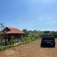 Bán Đất Đẹp Thổ Cư Thôn 7, Lộc Tân, Sắp Sát Nhập Phường 2 Bảo Lộc - Nhà Gỗ, Suối, Ao, Hạ Giá Gấp