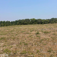Hơn 8000M2 Cách Trung Tâm Tp Buôn Ma Thuột 8Km Đất Thích Hợp Trông Cf Sâu Riêng Giá Bán 2 Tỷ