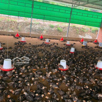 Bán Trang Trại 7000M2 Giá Rẻ Sinh Lời Ngay Khi Mua, Được Giữ Hđ Thuê Lại Trại Gần 200 Triệu/Năm