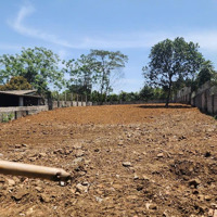 Chính Chủ Gả Bán Em Hòa Hậu Làng Gần Khu Di Tích Lịch Sử K9Diện Tích1136M2 Liên Hệ: 0979534028