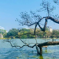 Cơ Hội Vàng Sở Hữu Nhà Mặt Phố Cổ Giữa Lòng Thủ Đô Kinh Doanh Đỉnh Cao Dòng Tiền Cực Mạnh Nhỉnh 13T