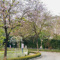 Biệt Thự Có Hầm, Hố Chờ Thang Máy, Nhận Nhà Ngay, Đối Diện Vườn Hoa Ciputra. Liên Hệ: 0983650098