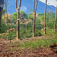 Cần Bán Lô Đất Thổ Cư Có Sổ Hồng Riêng Sẵn 124M2 Đường Ô Tô Giá Bán 360 Triệu Trọn Sổ Mua Nhanh