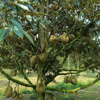 Cần Bán Nhanh Miếng Vườn Sầu Riêng Ở Thị Xã Bình Long-Bình Phước.