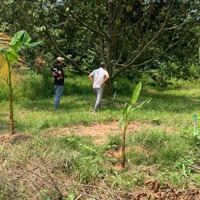 Cần Bán Nhanh Miếng Vườn Sầu Riêng Ở Thị Xã Bình Long-Bình Phước.