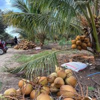 Ban Gấp Lô Đất Vườn Dừa Xuân Đông, Cẩm Mỹ, Đồng Nai, Mặt Tiền Đường Bê Tông, Diện Tích: 2,2 Mẫu, Giá 800/Sào