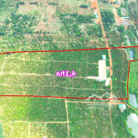 Thu 21T Cà Phê Nhân Tại Tỉnh Đắk Nông, Giá Cực Rẻ, Cực Bằng, Điện Nước Đầy Đủ