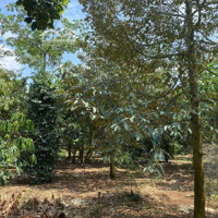 Bán 2500M2 Tại Nhánh Dh507, Tân Hiệp, Phú Giáo, Bình Dương, Giá Siêu Hời 550 Triệu