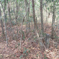 Thửa 485, Đường Nguyễn Hữu Cảnh, Xã Long Tân, Huyện Nhơn Trạch, Đồng Nai, 278 M²