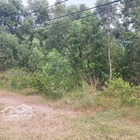 Thửa 485, Đường Nguyễn Hữu Cảnh, Xã Long Tân, Huyện Nhơn Trạch, Đồng Nai, 278 M²