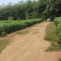 Chủ Ở Xa Cần Bán Lô Đất Vườn 1312M2 Tại Xã An Cơ-Châu Thành-Tây Ninh Giá Rẻ, Thích Hợp Làm Nhà Vườn