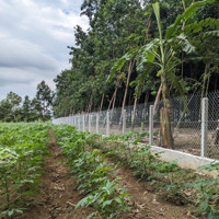 Chủ Ở Xa Cần Bán Lô Đất Vườn 1312M2 Tại Xã An Cơ-Châu Thành-Tây Ninh Giá Rẻ, Thích Hợp Làm Nhà Vườn