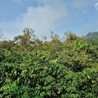 Bán đất view suối Tỉnh Lâm Đồng