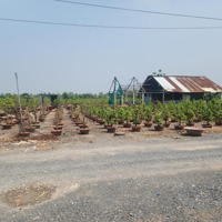 Bán Đất Khu Vườn Mai Xã Bình Lợi, Huyện Bình Chánh, Hcm