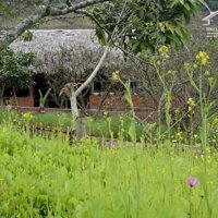 Bán Đất View Đẹp Tại Khu Du Lịch Cộng Đồng Tổ Vặt Hồng, P. Mường Sang, TX Mộc Châu