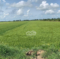 Cần Bán Mặt Tiền 30X70 Quốc Lộ 62, Qua Kênh Hậu Nối 20 Công Đất Ruộng