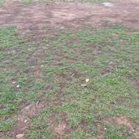 ĐẤU GIÁ KHOANG BÈO TIÊN TRƯỢNG XUÂN MAI LÔ 103M CÁCH QUỐC LỘ 6 100M