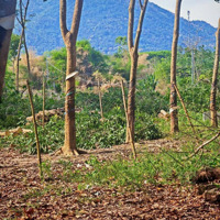 Ở Xa Xôi Cần Bán Lại Lô Đất Gần Khu Du Lịch Núi Chưa Chan, Sổ Hồng Sẵn, Đường Ô Tô