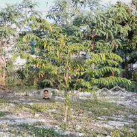 Sang Gấp Lô Đất 120M2/ 500 Triệu Mặt Tiền Đường Vườn Ổi, Phường 3 Kề Bên Vincom Plaza Vĩnh Long. Shr