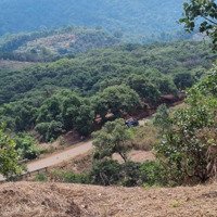 Đất Trồng Cây Lâu Năm... Đất Chăn Nuôi