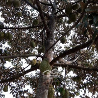 Bán Đất Trồng Cây Lâu Năm Xã Phú Đông, Huyện Nhơn Trạch, Đồng Nai.diện Tích5000M², Giá Bán 20 Tỷ