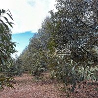 Ngợp Bán Nhanh Lô Đất Vườn Sầu Riêng Thì Mạnh Có Thổ Cư Bám Hồng Tại Xã Bảo Bình Đồng Nai