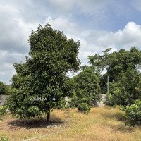 Bán Gấp Mảnh Vườn Tại Thống Nhất, Giá 790 Triệu/Sào, Sổ Hồng Riêng - Ngân Hàng Hỗ Trợ Vay Hơn 70%