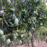 Chủ Ngộp Bán Gấp Vườn Ngọc Định, Định Quán. Gần Quốc Lộ 20 Giá Chỉ 550 Triệu/Sào