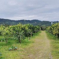 Bán Đất Đẹp Tại Đường B''lao Xê Rê, Xã Đại Lào, Bảo Lộc, Lâm Đồng, 14 Tỷ, 5500M2