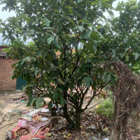 Muốn Sang Nhanh Nhà Mặt Tiền Đường Nhựa Tỉnh Lộ 721 - Xã Đạ Oai - Diện Tích 930M2