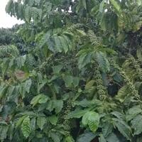 Chủ ngộp cần bán lô đất Xã Ea Kueh, Huyện Cư Mgar, Tỉnh Đắk lắk