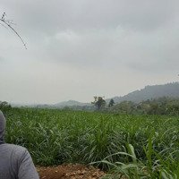 Chính Chủ Cần Bán Lô Đất Nghỉ Dưỡng Viu Tuyệt Đẹp Tại Thôn Quýt, Yên Bài, Ba Vì, Hà Nội