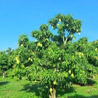 Bán vườn xoài mặt tiền Tỉnh Lộ 8 - Diên Lâm - Diên Khánh