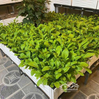 Bán Nr 4 Phòng Ngủ 4 Vệ Sinh 35M2 Tại Nguyễn Viết Xuân, 7,9 Tỷ