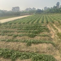 Đất Đấu Giá Vườn Ươm - Hoà Thượng - Bạch Hạ - Phú Xuyêndiện Tích135M2