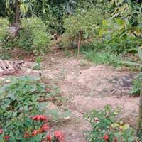 Cần Bán Đất Mặt Tiền Đường Nhựa Chính Chủ - Tại Xã Bình Hàng Trung, Cao Lãnh, Đồng Tháp