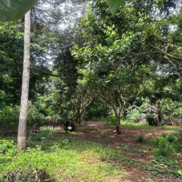 Vườn Cây Ăn Trái 2000M2, Giá Bán 700 Triệu, Có Sẵn Nhà Thô, Sổ Hồng Riêng, Ngân Hàng Có Hỗ Trợ Vay