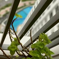 CHO THUÊ CĂN HỘ CAO CẤP 2PN – SUNRISE CITY VIEW – QUẬN 7