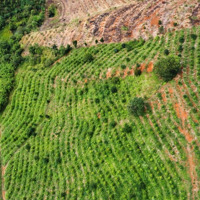 Đắk Ha, Dăk Glong, Đắk Nông, Giá Tốt, 22000 M2, Bán Đất Thổ Cư
