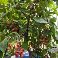 Phố Hàn Quốc Sầm Uất Ngày Đêm, Mặt Tiền Đẹp Ngang 5M, Dương Đình Nghệ, Sơn Trà Chỉ 19.5 Tỷ.